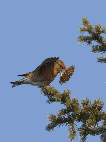 Pikkukäpylintu, Red Crossbill, Loxia curvirostra